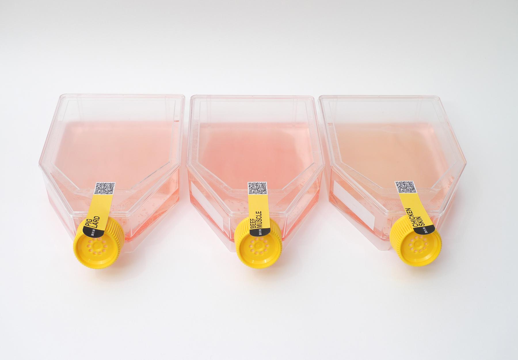 <span class='credits'>© Stéphane Bureaux</span>